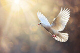 Fototapeta Tulipany - Fliegende Taube im Licht, Zeichen für Frieden, Religion, Christentum, Ostern, Freiheit, Hochzeit, Liebe