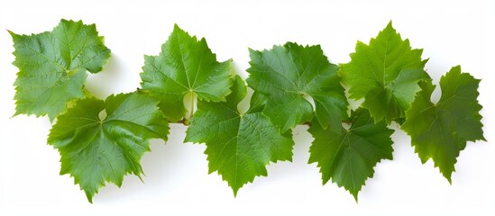 Wall Mural - Green Grape Leaves Isolated on White Background - Vibrant Green Grape Leaves Set Against an Isolated White Background for a Fresh and Crisp Look