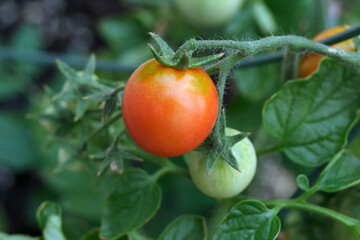 Wall Mural - Branch with first ripe red cherry tomato in the garden.