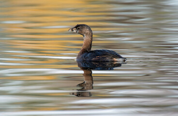 pied-billed grebe (podilymbus podiceps)
