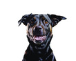 Dog black labrador retriever isolated on transparent/white background, cut out