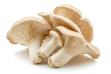 Oyster Mushroom Fruit Isolated On A White Background