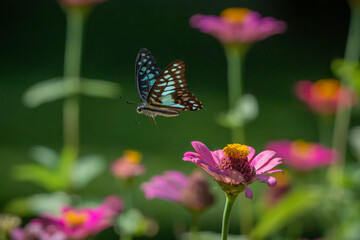 Wall Mural - Common jay butterfly Graphium doson feeding on pink zinnia flower nectar in flower garden, natural bokeh background
