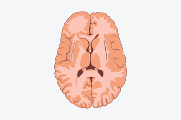 Wall Mural - horizontal cross sections through cerebrum. cross section of human brain.