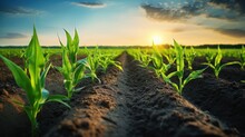 Young Green Corn Growing On The Field At Sunset. Agricultural Landscape. Generative AI