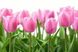 Fototapeta Tulipany - Spring tulips on white. Background with selective focus and copy space