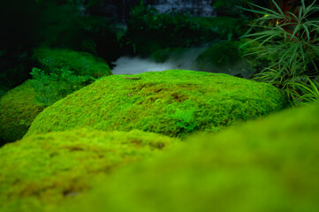 Wall Mural - Rocks along the stream covered with moss