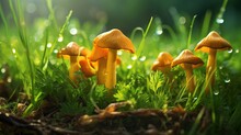 Closeup Of Chanterelle Mushrooms On Green Grass With Dew AI Generated