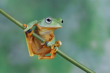 Wall Mural - tree frog on leaf, gliding frog (rhacophorus reinwardtii) sitting on leaves, javan tree frog on bran