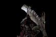 Hypsilurus Magnus forest dragon lizard closeup on wood, Hypsilurus Magnus forest dragon lizard closeup on isolated background