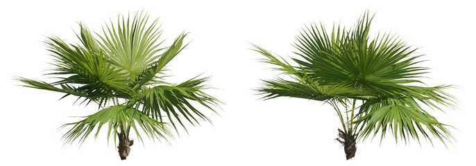 set of footstool palms, 3d rendering cutout with transparent background, great for illustration and 