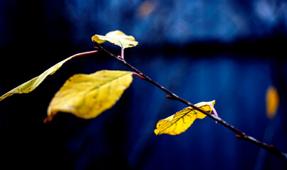 Wall Mural - bright yellow autumn leaves on a branch