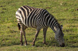 a grazing zebra in Amboseli NP