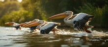 Pelicans Gliding Over Water Exhibit Nature's Biodiversity Conservation In Danube Delta.