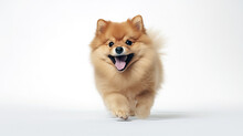 Joyful Pomeranian Dog Mid-run With Fluffy Orange Fur Against A White Background