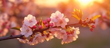 Pink Cherry Blossoms In Spring At Sunrise