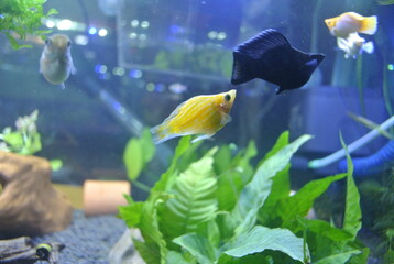 Colorful fish swimming in deep blue water aquarium with green water plants, fountain flowing in the fish tank