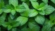 Extreme Closeup of Mint Leaves - Highly Detailed Minimal Style Overhead View AI Generated