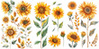 Set of watercolor sunflowers illustration PNG element cut out transparent isolated on white background ,PNG file ,artwork graphic design.