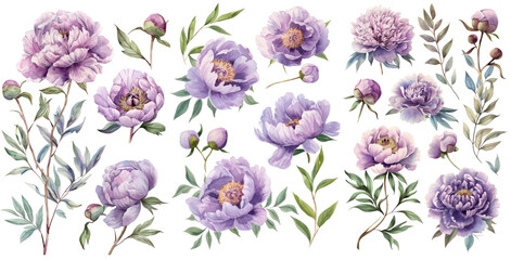 Set of watercolor Sweet Violet peonies illustration PNG element cut out transparent isolated on white background ,PNG file ,artwork graphic design.