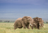Fototapeta Sawanna - Wielkie słonie na afrykańskiej sawannie w Amboseli Kenia