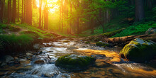 Stream In The Peaceful Forests,  A Journey Through The Calming Forest