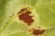 Pelargonienrost,  Geranienrost, Uromyces geranii,  Puccinia pelargonii-zonalis