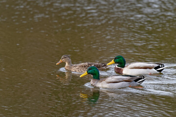 Canvas Print - anard colvert - Canard malard - Anas platyrhynchos,
