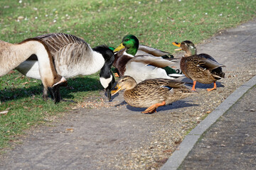 Canvas Print - anard colvert - Canard malard - Anas platyrhynchos,
