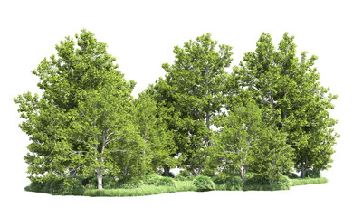 Green forest isolated on background. 3d rendering - illustration