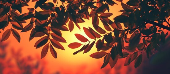 Poster - Leaves Illuminated by the Majestic Evening Sunset