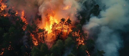 Canvas Print - Drone captures fire in pine forest from above.