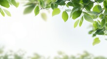 Lush Green Leaves In The Foreground With A Soft Bokeh Effect, Creating A Tranquil Natural Background.