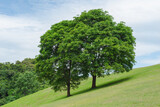 Fototapeta Góry - couple trees in the field