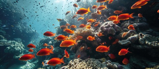 Wall Mural - A bunch of red fish swim in the Red Sea reef.