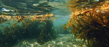 Thick Seaweed And Kelp In Shallow Water Near The Surface.