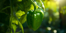 Harvesting, Large Peppers Growing On A Bush In A Garden Greenhouse. Horizontal Photo
