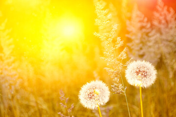 Wall Mural - fluffy dandelion flower against the background of the summer landscape.