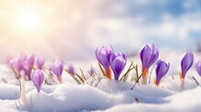 Crocus Spring Flower Growth In The Snow. Beautiful Floral Wide Panorama. Purple Crocus Iridaceae, Copy Space - Generative Ai