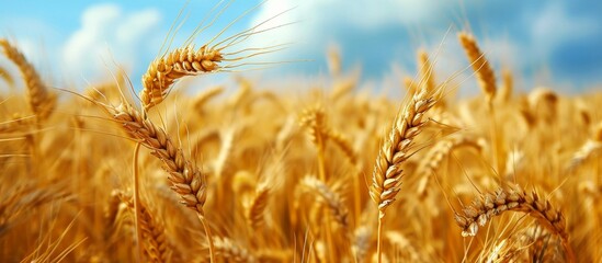 Wall Mural - Bountiful Harvest: Abundant Wheat Fields Offer a Blissful Vision of Harvest, Wheat, Harvest, Wheat, Harvest, Wheat