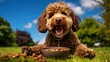 © StasySin - A happy Poodle puppy is eating from a bowl on green grass and blue sky background. he smiles and looks at the camera, food flies around the puppy, a banner with a empty space for the text.