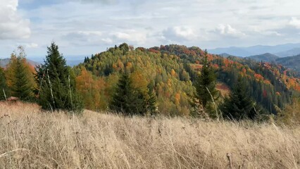 Poster - Ukraine, Carpathians, Sokilsky ridge, huge ancient beech forest with beautiful autumn red and yellow birch and beech forests and lonely houses of the Hutsul mountaineers