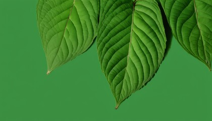 Poster - A leafy green plant with three large leaves