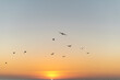 © Manu Prats - Flock of pelicans flying at dawn over the sea, Pacific Coast, Mexico