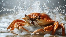 Food Poster, A Bread Crab, Water Splashing