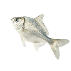 Wall Mural - isolated fish on a transparent background