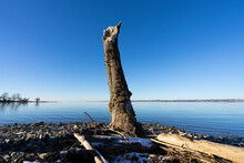 Dead Tree On The Shore Of Lake Constance In Winter With Clear Weather