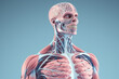 Human skeleton anatomy, x-ray view, on blue background.