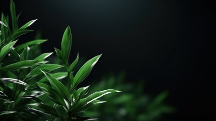 Poster - green leaves copy space 3D photo UHD Wallpaper