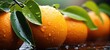 Micro shot of a fresh orange fruit hanged on tree with water drops dew or rain.